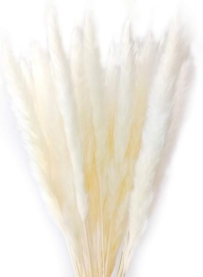 Gedroogd Pampas Gras - Riet Pluim - Bruiloft Decoratie - Natuurlijk Zijdeachtig - 25 Stuks Klein - Wit