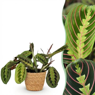 Plantenboetiek.nl | Maranta Fascinator Tricolour - Gebedsplant - Huisdiervriendelijke Plant - Groen - met Mand - Ø12cm - 25cm hoog - Kamerplant - Arrangement - Plant met pot