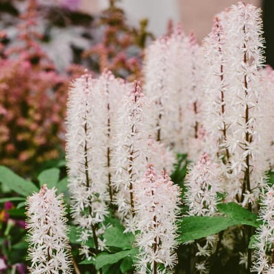 Schuimbloem (Tiarella cordifolia) - 6x - , Schuimkaars - Vaste planten - Groenblijvend - Bodembedekkers - Zomerbollen - Voorjaarsbollen