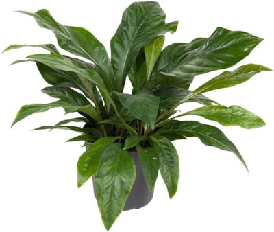 Plantenboetiek.nl | Anthurium Jungle Bush - Ø30cm - 60-70cm hoog - Kamerplant - Groenblijvend