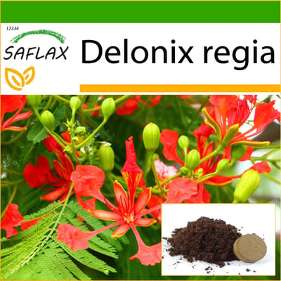 SAFLAX - Flamboyant - 6 zaden - Met potsubstraat voor een betere teelt - Delonix regia