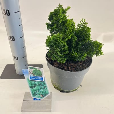 Chamaecyparis obt. ‘Nana Gracilis’ - Schijncipres | 20-25 cm pot