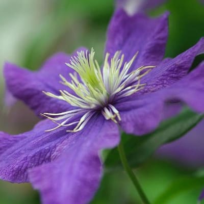 Clematis 'Rhapsody' - Bosrank 50-60 cm in pot
