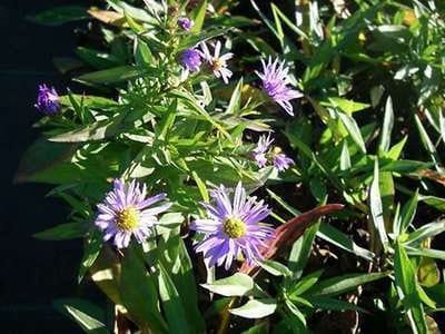6x Aster - Aster dum. 'Prof. Anton Kippenberg' | 9x9 cm pot