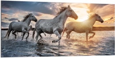 Dibond - Witte Paarden in het Water - 200x100cm Foto op Aluminium (Met Ophangsysteem)