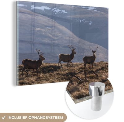 ® Glasschilderij 180x120 cm - Schilderij acrylglas - Herten in de Schotse hooglanden in het Nationaal park Cairngorms - Foto op glas - Muurdecoratie woonkamer - Wanddecoratie slaapkamer - Schilderijen