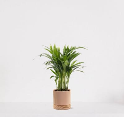 Areca in sierpot Emma wood Taupe – luchtzuiverende kamerplant – eenvoudig te onderhouden Goudpalm - 35-50cm - Ø13 – geleverd met plantenpot – vers uit de kwekerij