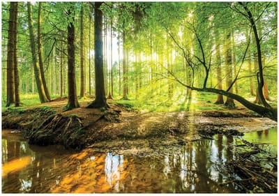 WALLARENA - Fotobehang - 150x105 cm - Fototapete van een bos met zon voor slaapkamer en woonkamer, vliesbehang