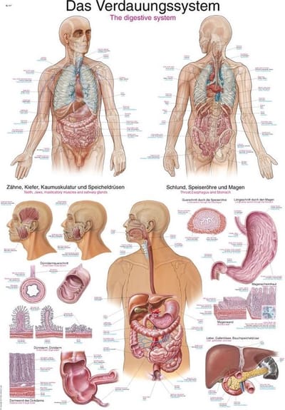Het menselijk lichaam - anatomie poster spijsvertering (Duits/Engels/Latijn, papier, 50x70 cm)  + ophangsysteem