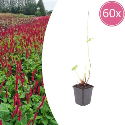 Tuinplantenshop.com | Persicaria a. 'Blackfield' | 60 stuks - Ø9cm - 10-25cm hoog - Tuinplant