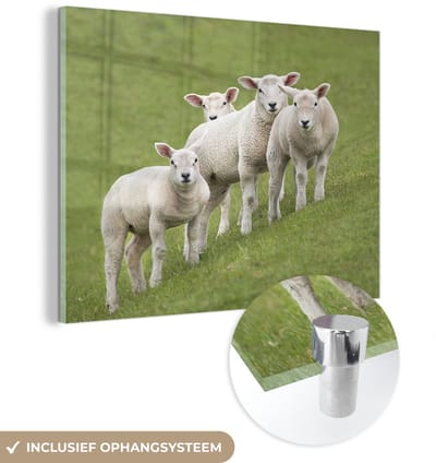® Glasschilderij 160x120 cm - Schilderij acrylglas - Een groep lammetjes staan op een groene helling - Foto op glas - Muurdecoratie woonkamer - Wanddecoratie slaapkamer - Schilderijen