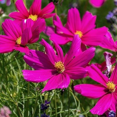 Cosmea zaden - Dazzler