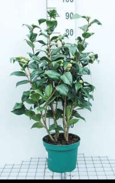Camellia japonica roze-rose - Camellia japonica roze-rose 60- 80 cm in pot