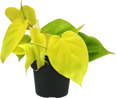 Plantenboetiek.nl | Philodendron Lime - Ø12cm - 20cm hoog - Kamerplant - Groenblijvend