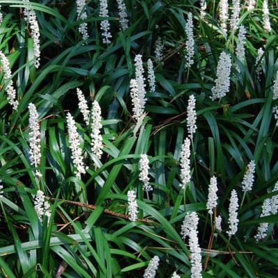4 x Wit Leliegras XL - Siergras Witbloeiend - Liriope muscari 'Monroe White' in C2(liter) pot met hoogte 10-20cm