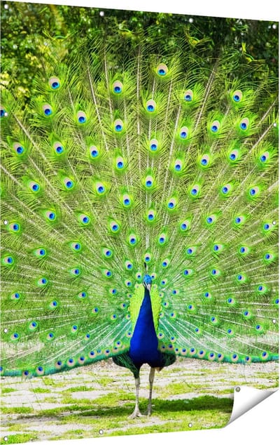 Gards Tuinposter Pauw met Grote Kleurrijke Veren - 120x160 cm - Tuindoek - Tuindecoratie - Wanddecoratie buiten - Tuinschilderij