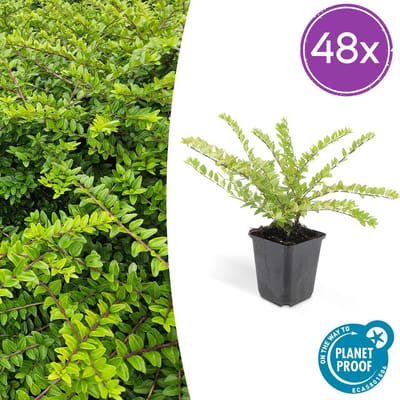48x Buxuskamperfoelie, Lonicera nitida maygruen - 10-25cm - Ø9cm struikkamperfoelie ,natuurlijk gekweekt