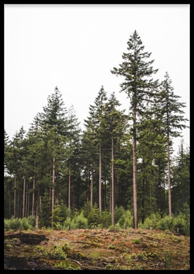 Poster Green Forest - 30x40 cm Met Fotolijst - Natuur Poster - Ingelijst - WALLLL