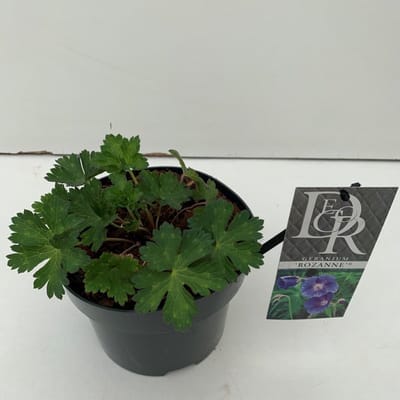 Plantes de jardin - Un ensemble 1 - Geranium Rozanne - (2L)