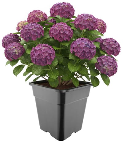 Garronda Hoge vierkante kunststof bloempot met drainagegaten voor tuin (Zwart, 33 x 33 x 34 cm (25L)) GD-KW-HS