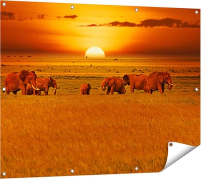 Gards Tuinposter Olifanten in het Wild - Zonsondergang - 120x90 cm - Tuindoek - Tuindecoratie - Wanddecoratie buiten - Tuinschilderij