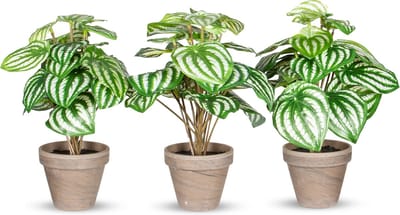 Kunstplant Peperomia lichtgroen ( 3 stuks)