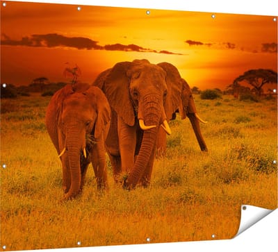 Gards Tuinposter Olifanten in het Wild - Zonsondergang - 160x120 cm - Tuindoek - Tuindecoratie - Wanddecoratie buiten - Tuinschilderij