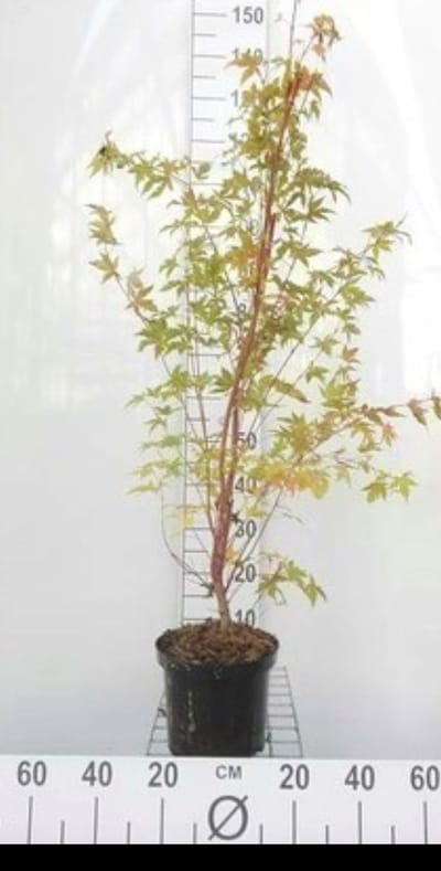 Acer palm. 'Sangokaku' ('senkaki') - Japanse Esdoorn 'Sangokaku' 50- 60 cm in pot