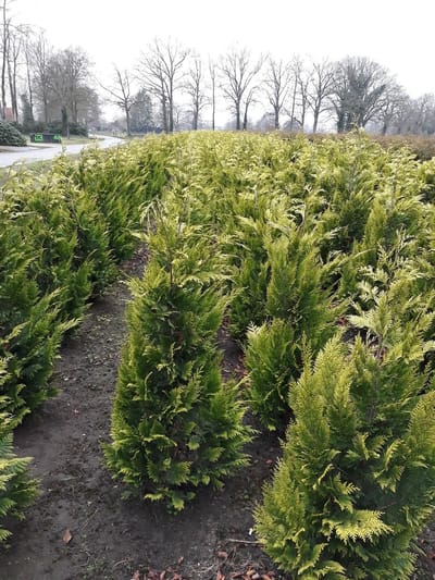 Gele Californische Cypres Chamaecyparis Ivonne 60-80 cm, 3x Haagplant