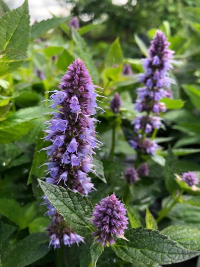 6 x Agastache 'Blue Fortune' - Dropplant - P9 Pot (9 x 9cm) - Dima Vaste Planten