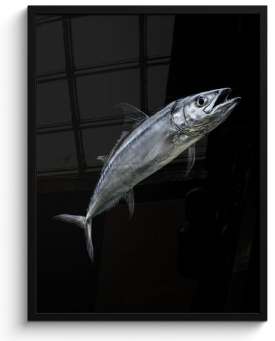 Poster in lijst - Fotolijst 50x70 cm - Posters - Makreel - Vis - Zwart - Posterlijst zwart - Decoratie - Wanddecoratie woonkamer - Muurdecoratie slaapkamer