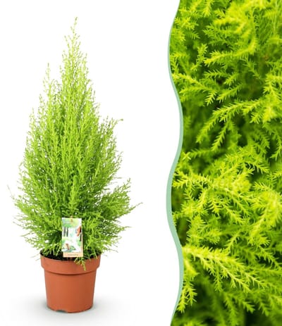 Green BoutiQ - Kamerplanten - Cupressus Gold Crest Wilma - Kamer conifeer - Weinig onderhoud - Groen - 1 Plant - Pot 21cm - Hoogte 85-95cm