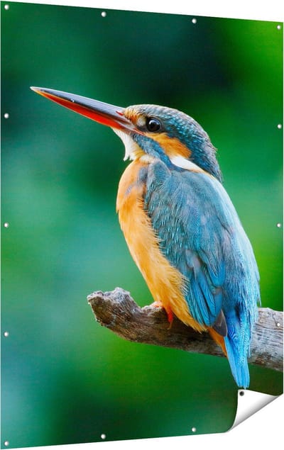Gards Tuinposter Blauw Oranje IJsvogel op een Tak - 120x160 cm - Tuindoek - Tuindecoratie - Wanddecoratie buiten - Tuinschilderij
