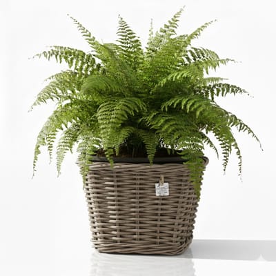 Van Der Leeden Planten/bloemen mand - vierkant - rotan - gevlochten riet - 38 x 38 x 30 cm - drypot