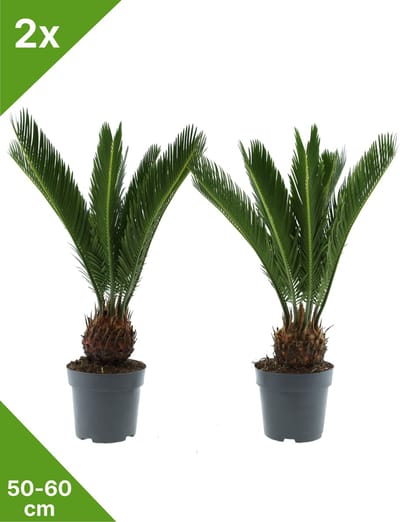 GARDENZO - 2x Cycas revoluta (Vredespalm/Sagopalm)- in 14 cm pot-50/60 cm