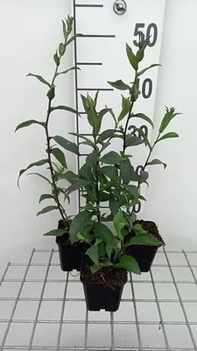6x Leverkruid - Eupatorium cann. 'Plenum' | 9x9 cm pot