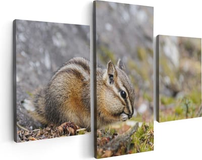 Artaza Canvas Schilderij Drieluik Eekhoorn op het Gras tussen de Bladeren - 90x60 - Foto Op Canvas - Canvas Print