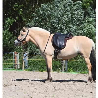 Dressuurmat voor paarden Edix Saddles Contour