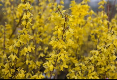 Forsythia int. 'Minigold'® ('flojor'®) - Chinees Klokje 50- 60 cm in pot