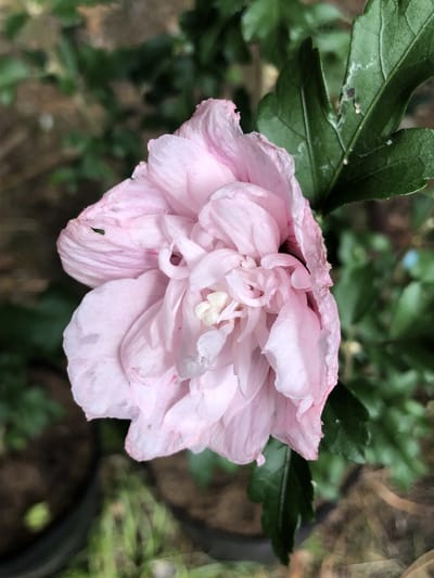 Hibiscus syriacus 'Pink Chiffon' - Tuinhibiscus, Altheastruik 40 - 60 cm in pot