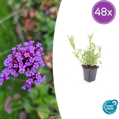 Tuinplantenshop.com | Verbena bonariensis | 48 stuks - Ø9cm - 10-25cm hoog - Tuinplant