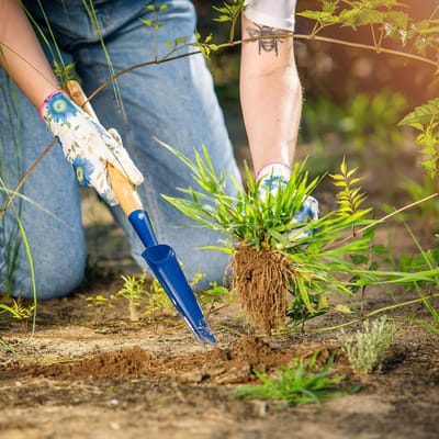 Handmatige roestvrijstalen onkruidsteker met houten handvat - Tuinwieder voor eenvoudig wieden