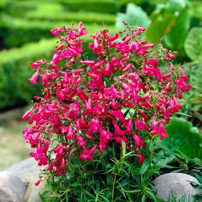 Penseel (Penstemon) - Garnet - Slangekop, Schildpadbloem - Vaste planten - Snijbloemen - Zomerbollen - Voorjaarsbollen