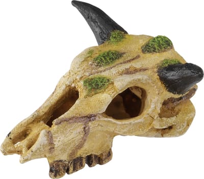 Terra Della - Natuurlijke Decoratie - Reptielen - Caraboaschedel Xs - 12cm Meerkleurig - 1st