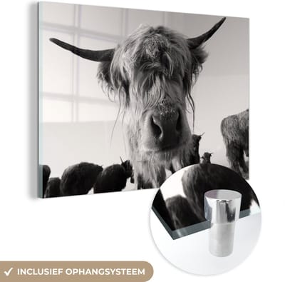 MuchoWow® Glasschilderij 120x80 cm - Schilderij acrylglas - Schotse Hooglander - Zwart - Wit - Dieren - Foto op glas - Schilderijen