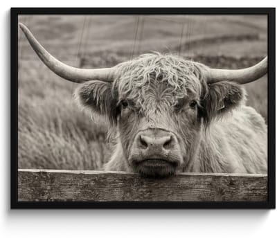 Poster in lijst - Fotolijst 80x60 cm - Posters - Schotse hooglander - Zwart - Wit - Hout - Posterlijst zwart - Decoratie - Wanddecoratie woonkamer - Muurdecoratie slaapkamer