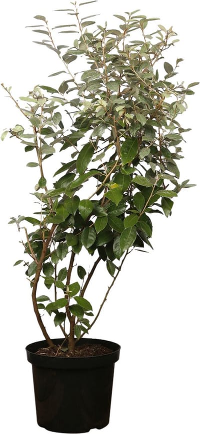 Plants Online - Haagplanten - Heesters - Olijfwilg, Zilverbes - Pot 80-100 cm - set van 10 - Bloeiende plant - Geschikt voor tuinen aan zee - Grootbladig - Vruchtdragend - Wintergroen