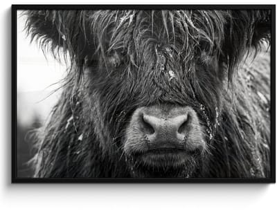 Poster in lijst - Fotolijst 120x80 cm - Posters - Schotse hooglander - Zwart - Wit - Sneeuwvlokken - Posterlijst zwart - Decoratie - Wanddecoratie woonkamer - Muurdecoratie slaapkamer