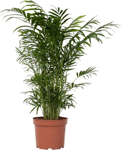 Plant in a Box - Chamaedorea elegans - Mexicaanse dwergpalm - Compact groeiende groene palm - Pot 17cm - Hoogte 50-60cm