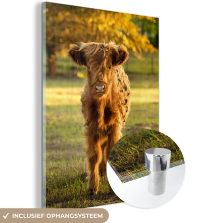 MuchoWow® Glasschilderij 120x160 cm - Schilderij acrylglas - Schotse Hooglander - Kalfje - Herfst - Foto op glas - Schilderijen
